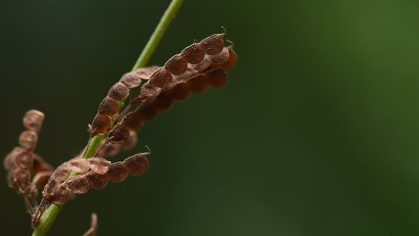 Desmodium gangeticum (L.) DC. branch flowers and pods on natural background.