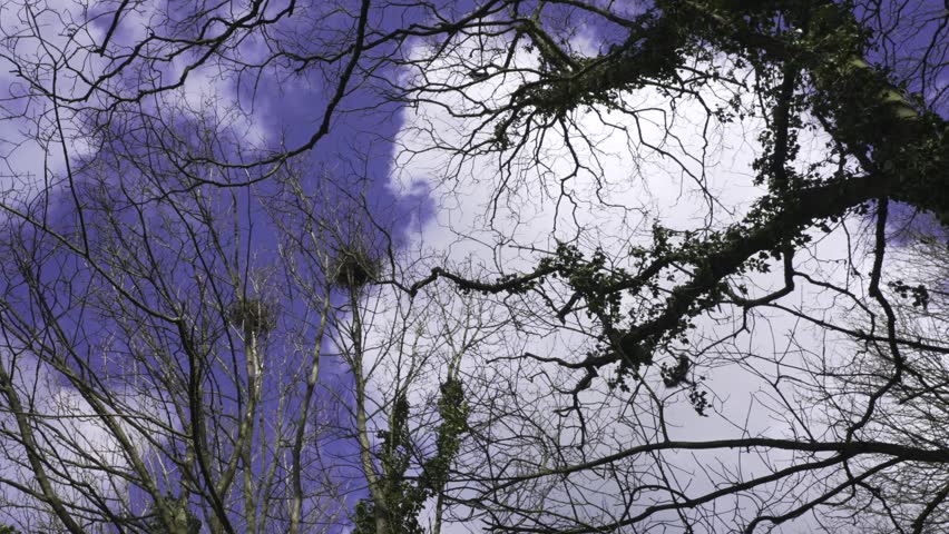 Rooks nesting at a rookery in tree tops in spring with tree silhouettes and blue sky