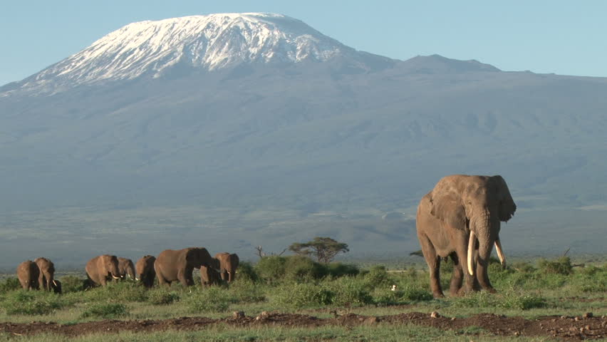 a bull elephant leads a group down the kilimanjaro mountain.