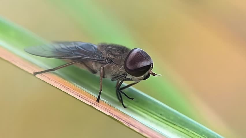 Macro side view of a horsefly or Tabanidae perched on a green leaf blade in the wild forest with blurry background