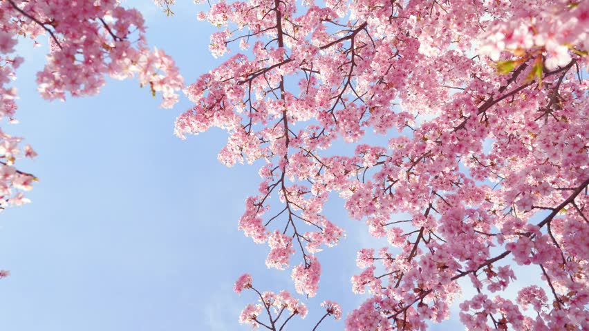Pink Cherry Blossoms in Full Bloom on a Sunny Spring Day