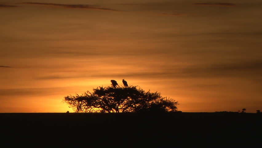 A far shot of birds on an acacia tree during the sunrise