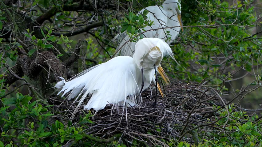 A great egret pair and their chicks