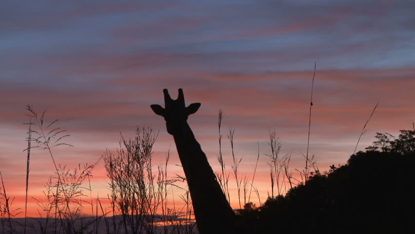 A giraffe in the sunrise.