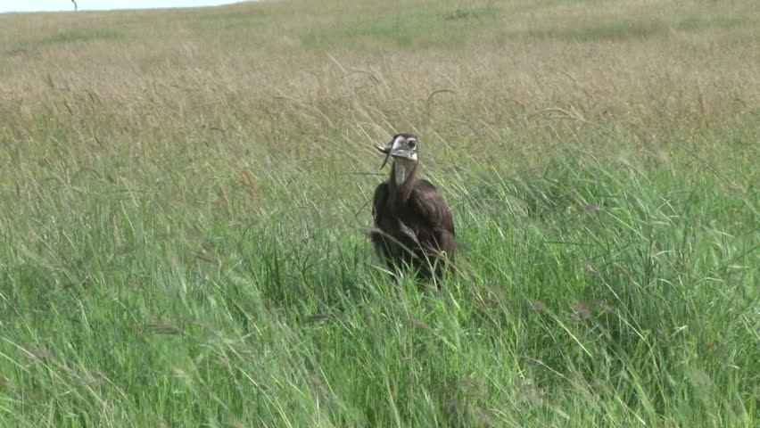 a ground horn bill with a crooked beak