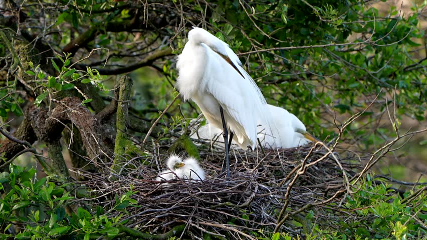 A great egret and its baby chicks