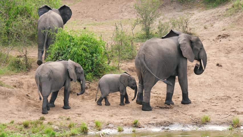 African elephant family herd with baby calf walking in line along riverbank in natural habitat. Adorable baby elephant following its mother holding her tail with its trunk. Animals in wildlife