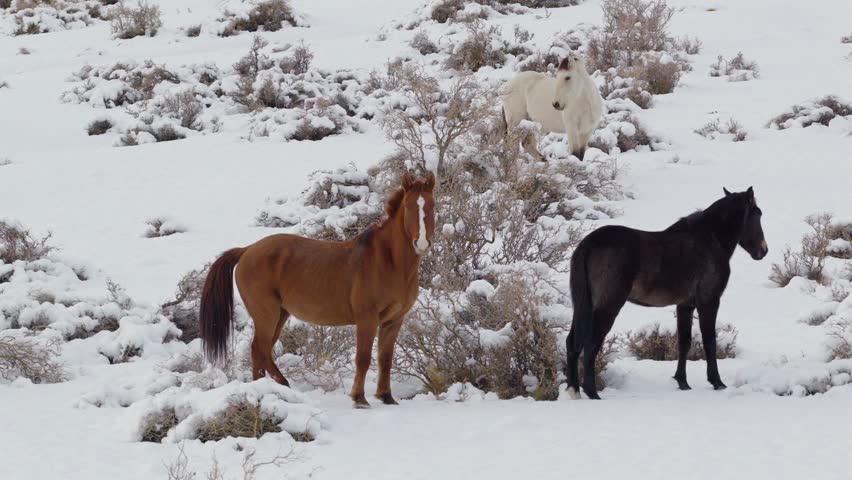 Brown and black horses standing in the snow against a hill at Paso Pehuenche, Mendoza, during a late winter afternoon, with third white horse camouflaged in the snow. Slow right moving closeup.