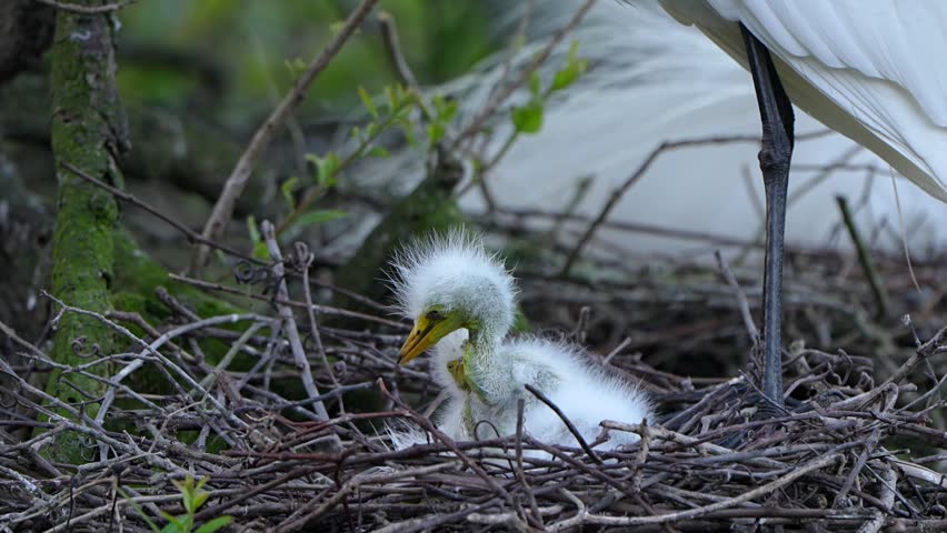 Three baby egret chicks and one of their parents