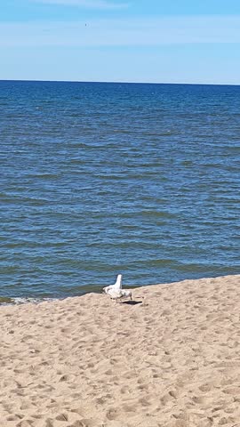 Vertical video of two seagulls fighting or playing on a sandy beach by the sea.