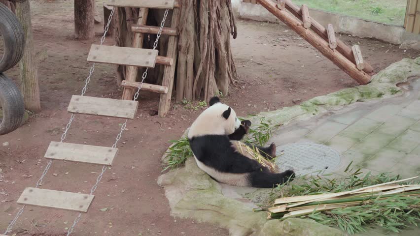 Static medium shot of a giant panda lying on its side eating green bamboo stalks on the ground in a zoo enclosure with tree trunk, wooden ladder, and tires