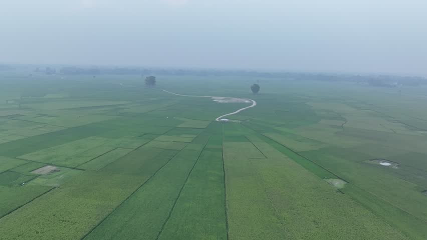 Stunning aerial perspective slowly moving over immense green rice paddies and agricultural farmland, revealing a small hut next to a winding dirt road on a tranquil, misty morning