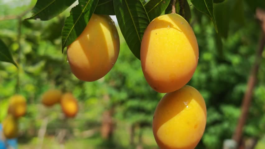 Marian plums from the garden