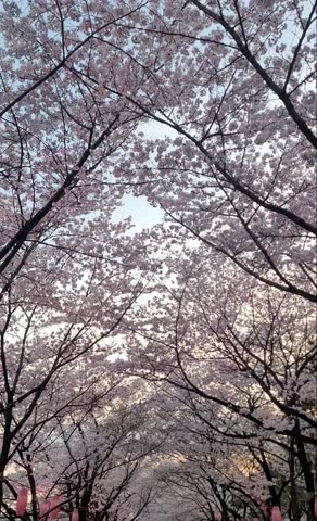 Beautiful Spring Landscape of Seokchon Lake at Sunset with Cherry Blossoms and Crowds in Seoul, Korea