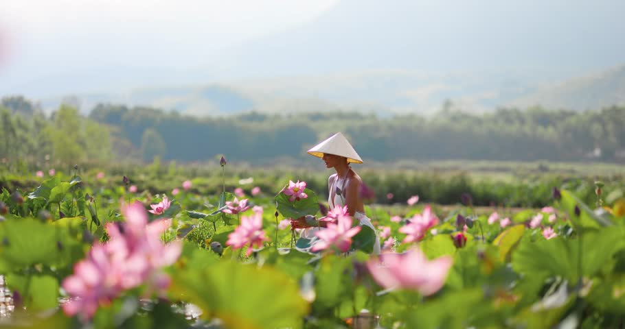 Wide shot of woman in conical hat harvesting pink lotus flowers at Tra Ly lotus pond farm in Thai Binh near Da Nang, Vietnam. Ideal for agricultural, travel, and cultural documentaries.