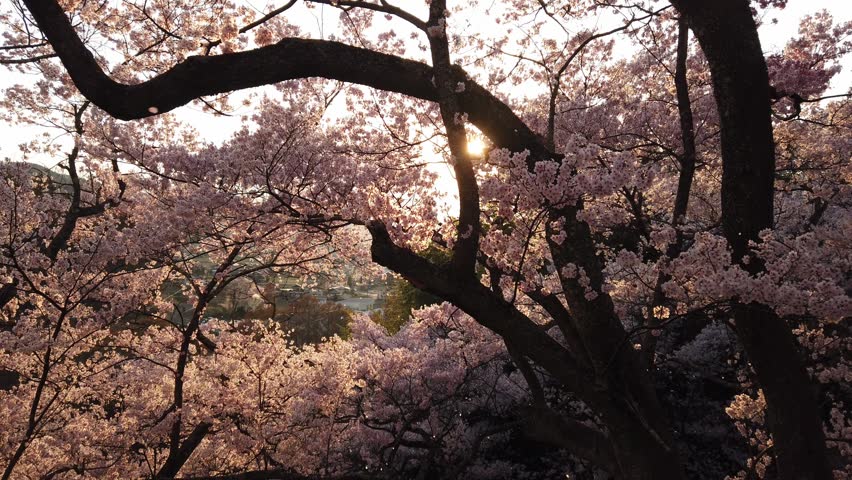 A romantic footage of amazing cherry blossoms in full bloom in Takato Castle Ruins Park, which is a popular Hanami spot, in Ina, Nagano Prefecture, Japan.

Golden rays of the setting sun shines through the beautiful Sakura trees. The pink falling petals fly in the winds, making a poetic scene of Hanafubuki.

Hanami (花見), which translates to "flower viewing," is one of Japan