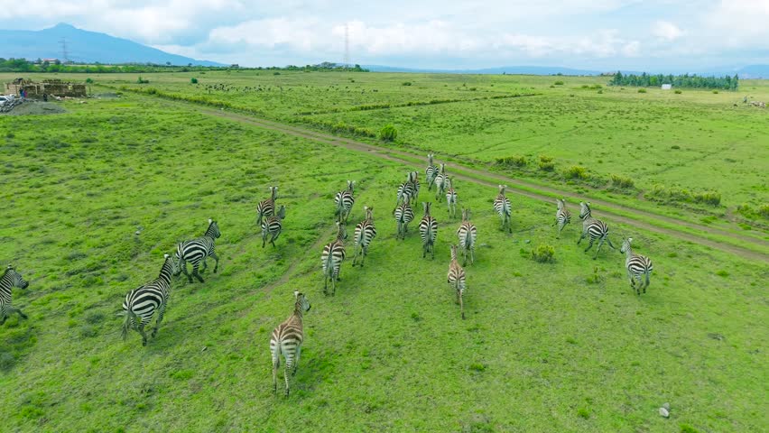Aerial view of a herd of zebras running across expansive green grasslands and a dirt track in Kenya.