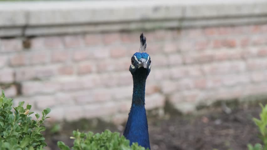 Clip shows a peacock moving its head and neck near a stone wall with greenery in an outdoor garden setting.