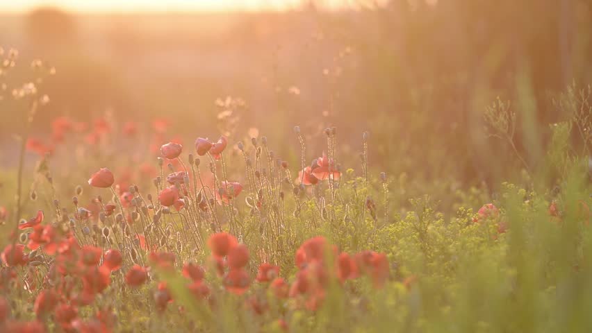 Wild red poppies growing in natural habitat, captured in beautiful sunset light. Scenic nature video with flowers swaying in the wind, slow motion.