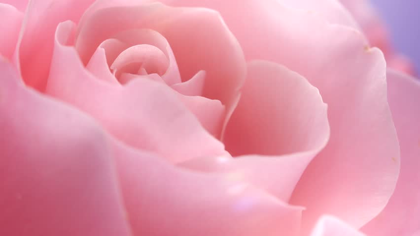 Rose flower opening close up, soft petals of beautiful pink rose time lapse, nature background. Roses bouquet, spring flower macro shot, blooming pink rose over violet backdrop, romantic, tenderness