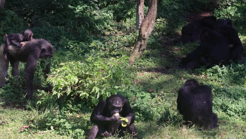 Group of chimpanzees feeding together in natural habitat