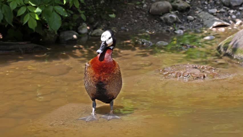 White-faced whistling duck, Dendrocygna viduata, noisy bird with a clear three-note whistling call at the lake. Nature landscape. Birds watching
