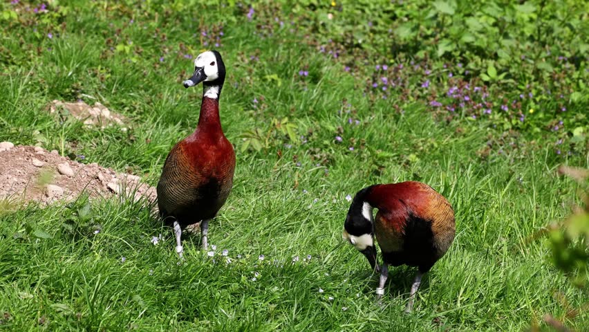 White-faced whistling duck, Dendrocygna viduata, noisy bird with a clear three-note whistling call at the lake. Nature landscape. Birds watching