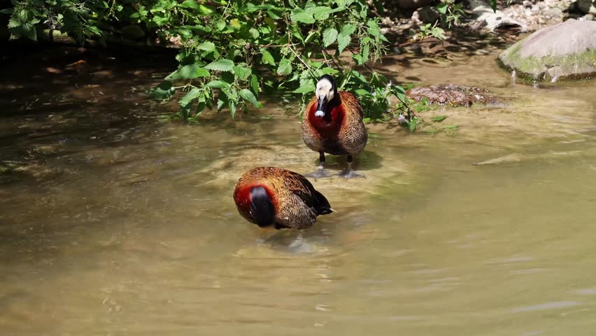 White-faced whistling duck, Dendrocygna viduata, noisy bird with a clear three-note whistling call at the lake. Nature landscape. Birds watching