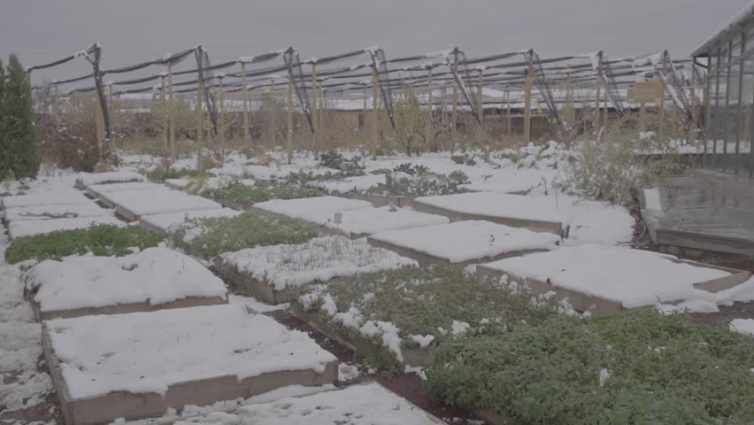 Lush green mint herbs thrive in a raised wooden garden bed, starkly contrasted by surrounding winter snow and a modern glass building in the background.