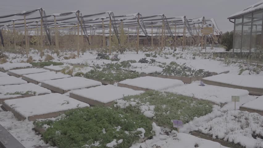 Lush green mint herbs thrive in a raised wooden garden bed, starkly contrasted by surrounding winter snow and a modern glass building in the background.