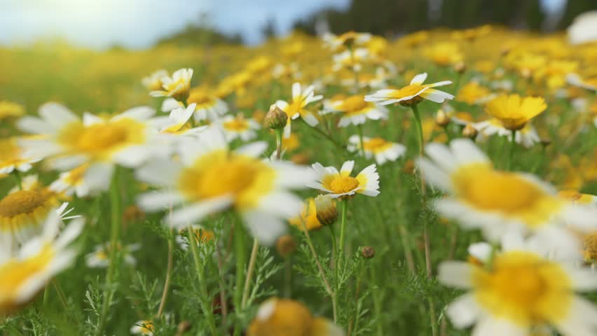Beautiful daisy field in Mallorca during spring. Sunlit meadow of yellow and white daisies on Mallorca island, vibrant floral landscape in spring. Blooming wildflowers in the Spanish countryside