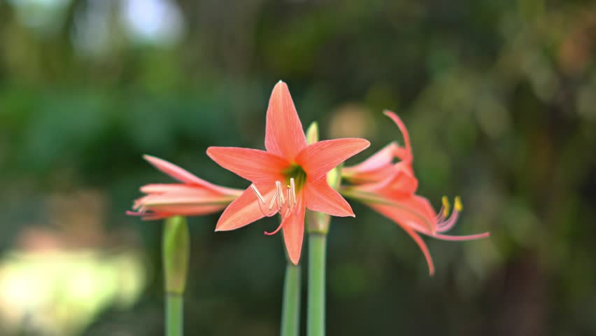 Spring Pink Flower in Full Bloom During a Sunny Day. Flowering Peach Amaryllis Plant Swaying in Gentle Breeze.