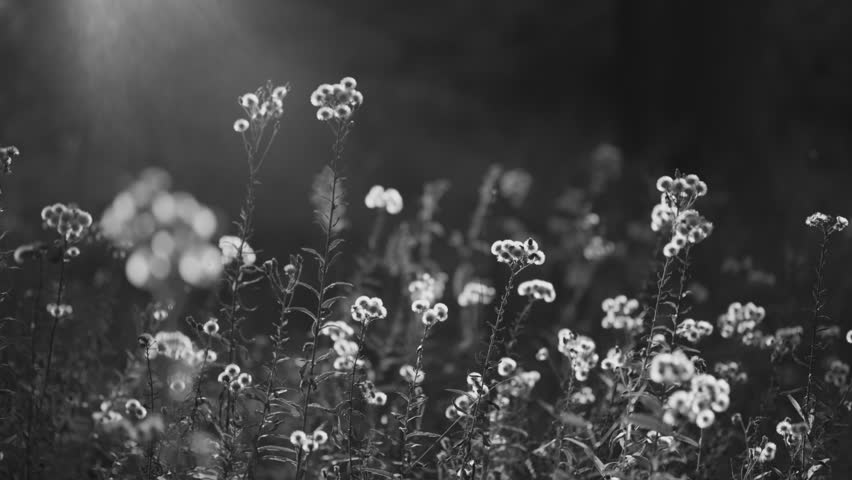 Dramatic black and white landscape of wild meadow flowers. Moody monochrome nature scene with soft sunlight rays, bokeh background, and expressive floral textures.