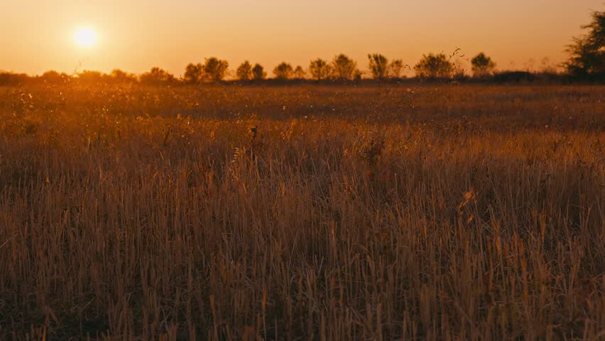 A vast harvested stubble field under a warm sunset sky. The sun is low on the horizon, illuminating dry grass, with a distant treeline silhouette. Peaceful rural landscape.