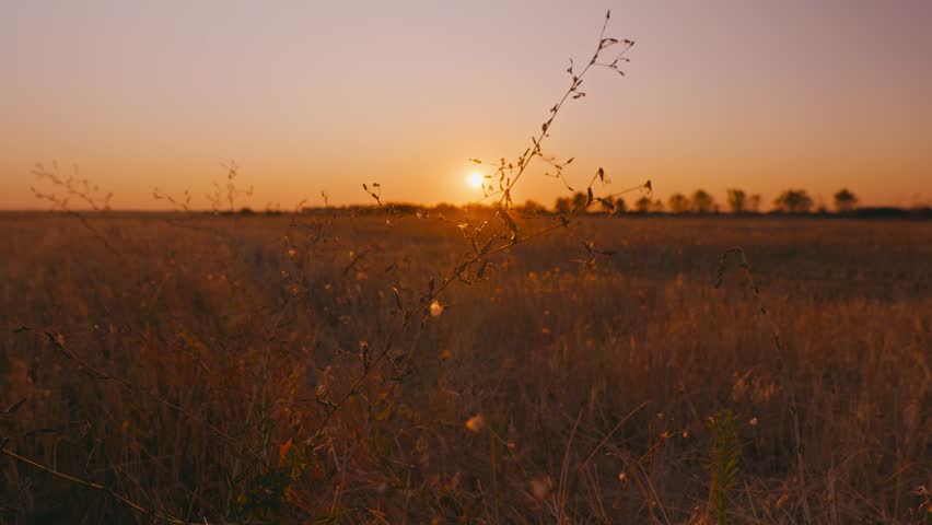 A vast harvested stubble field under a warm sunset sky. The sun is low on the horizon, illuminating dry grass, with a distant treeline silhouette. Peaceful rural landscape.