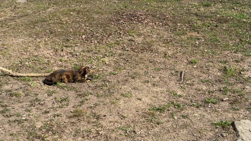 Black brown cat lying on grass in sunlit backyard territory, alternating between relaxed rest and focused stalking, low crouch.