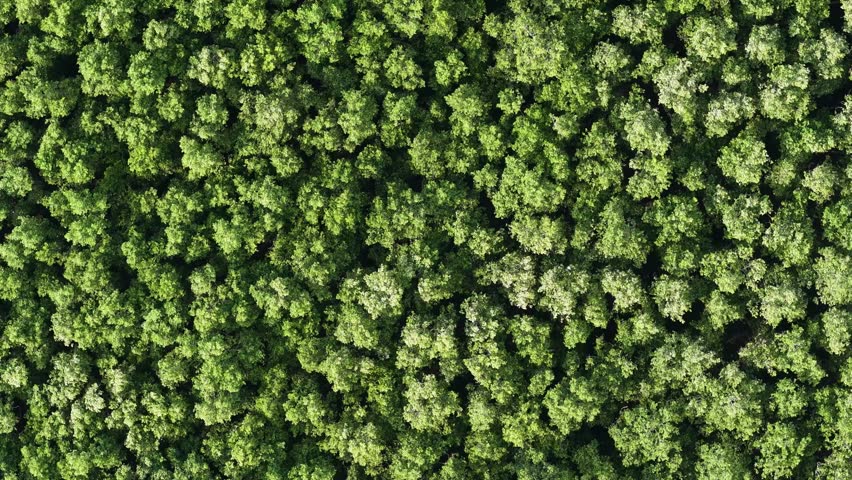 Drone shot top down aerial footage showing dense mangrove forest canopy with interlocking crowns and dark water channels.