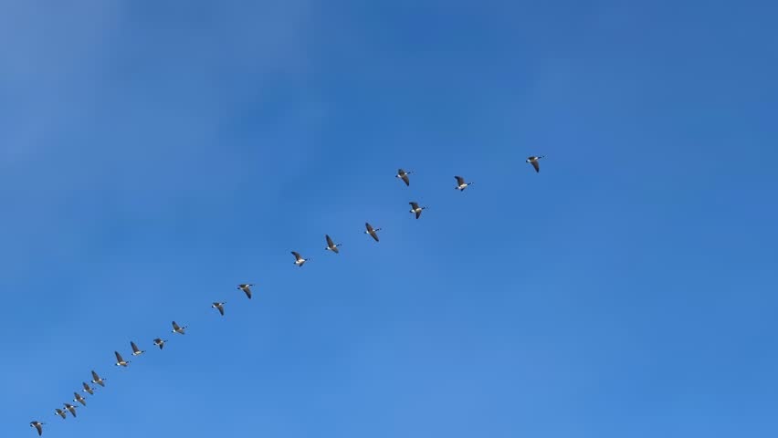 Flock of Canada Geese Flying in V-formation Against a Clear Blue Sky