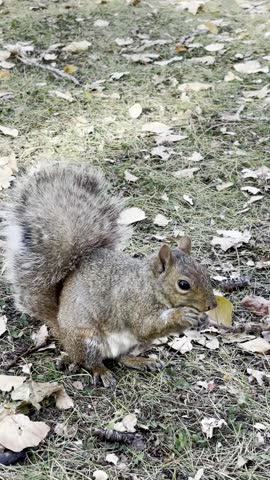 Cute squirrel eating a peanut in natural outdoor setting. Close-up wildlife footage capturing natural behavior, feeding process, and detailed movements.
