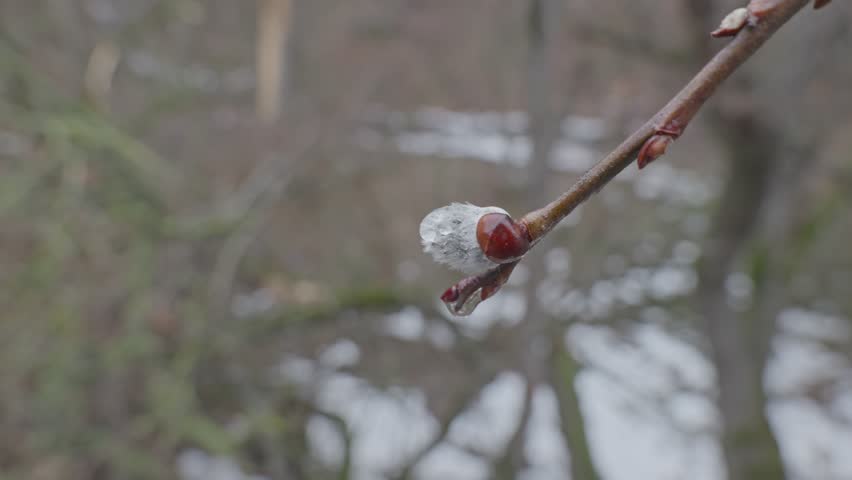 Pussy Willow Buds with Raindrops in Early Spring