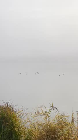 Fog covers a lake early in the morning. Birds can be seen swimming through the fog. The scene shows nature waking up slowly.