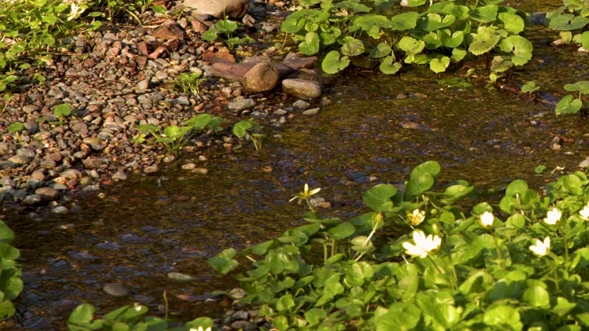 Static medium shot of a shallow stream flowing past green marsh plants and white flowers