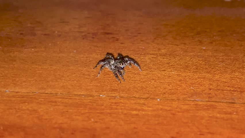 Close-up video of a spider on a wooden table