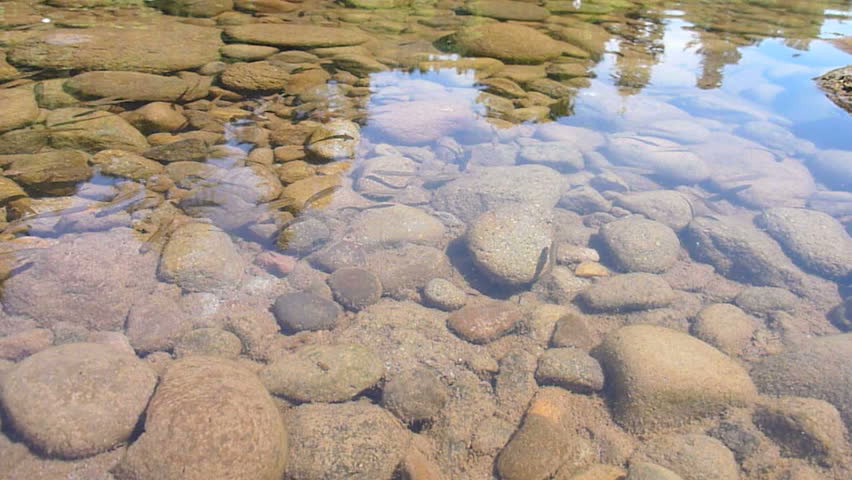 A school of minnows swimming in shallow river bed.