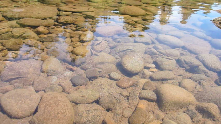 A school of minnows swimming in shallow river bed, time lapse.