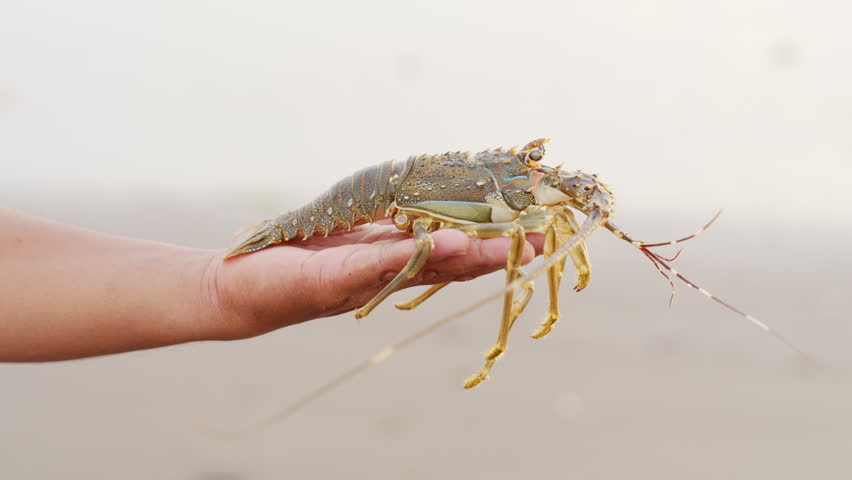 mud spiny lobster, panulirus polyghagus, in fisherman hand in tabanan, bali, indonesia, southeast asia, close-up