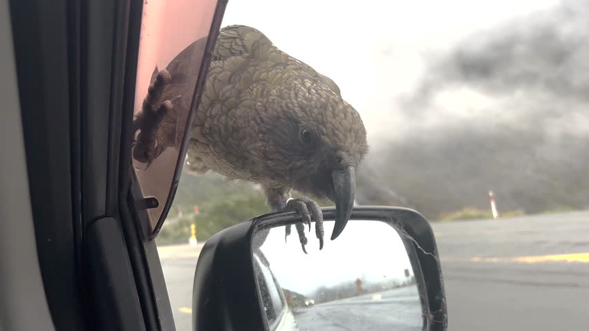 Kea mountain parrot sitting on the car mirror curiously, Milford Sound scenic road New Zealand.