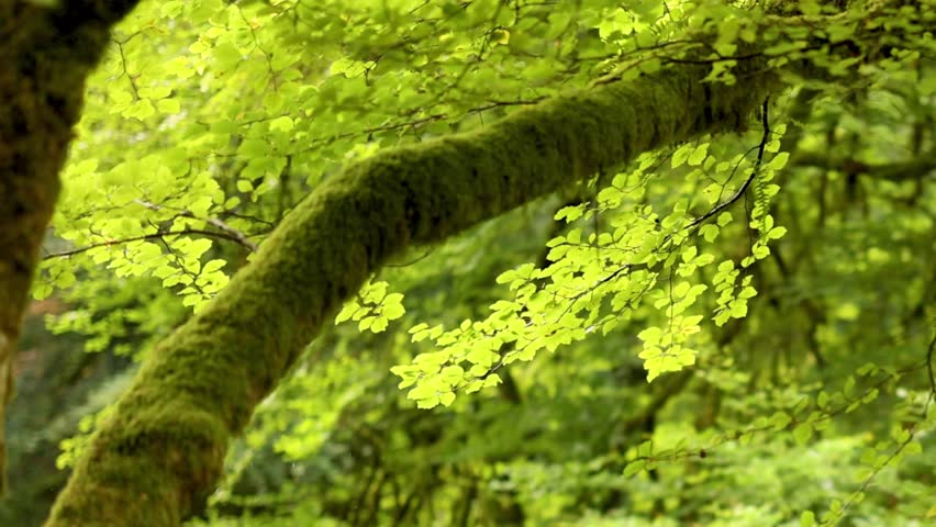 A detailed view of a thick moss-covered branch surrounded by bright green summer foliage.
