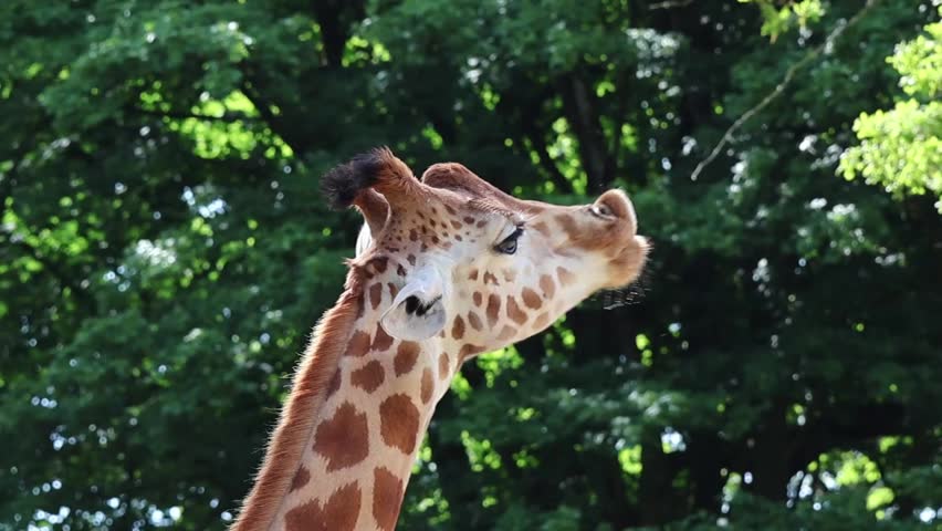 Giraffe reaching with its tongue to eat green leaves from a tall tree