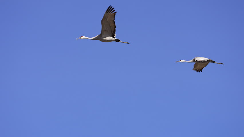 Sandhill cranes flying through the blue sky in slow motion over Utah.